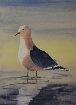 Black Back Gull