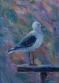 Watching Gull