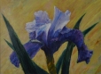 Unfolding Iris